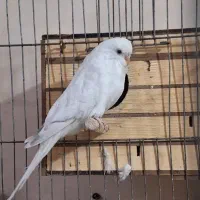 مرغ عشق انگلیسی