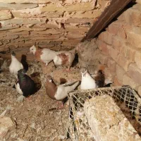 کبوتر رنگی سلطان اباد|پرنده|خوشاب, |دیوار