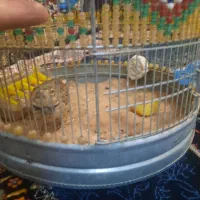 سهره کوهی|لوازم جانبی حیوانات|کبودرآهنگ, |دیوار