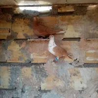 دوتا ماده آماده. نسل عالی