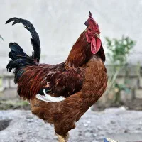 خروس جوان