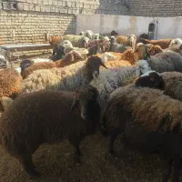 مرکز پخش گوسفند شش ماهه اورگانیک باسلاخ رایگان|حیوانات مزرعه|تهران, یافت آباد جنوبی|دیوار