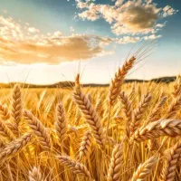 فروش گندم بذر