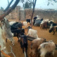 ۴۰ راس بزغاله نر چاق