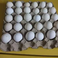 تخم مرغ نطفه دار گلین