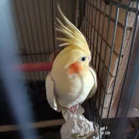 یه جفت عروس هلندی مولد فوق العاده زیبا|پرنده|تهران, اکباتان|دیوار