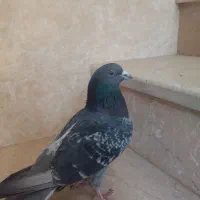 کبوتر پلاکی نر|پرنده|لنجان, |دیوار