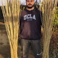 صنوبر سبز کن سرمایه بساز|خدمات باغبانی و درختکاری|زرین آباد, |دیوار