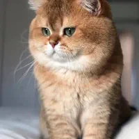 گربه خونگی خوشگل و مودب آماده واگذاری