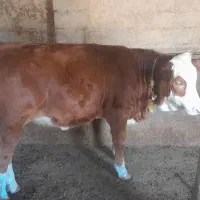 گوساله ماده سیمینتال قرمز نژاد هرفورد