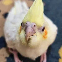 عروس هلندی لوتینو سرلاکی