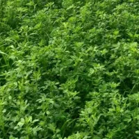 یونجه  بدون علف سبز فروشی شلیف گرفته کیلو40