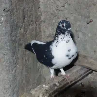 واگذاری کبوتر گرفتنی