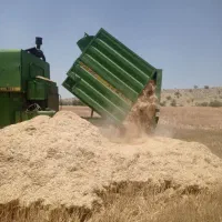 کاه سفید کاه گندم ،کاه کازرون