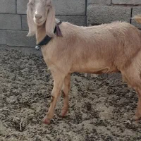 چند راس بز و کولار فروشی|حیوانات مزرعه|بردسکن, |دیوار