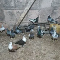فروش
