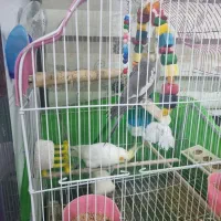 سلام عروس هلندی خوب بخون منبع بنزی ۲۳۰