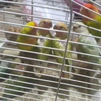 تعداد پنج عدد طوطی بریزیلی تقریبا دوماهه