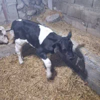 گوساله شیری