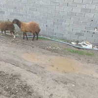 بر نره|حیوانات مزرعه|مزرعه کتول, |دیوار