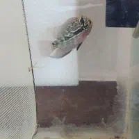 جوجه ماهی فلاور هورن kml و ماهی اسکار آلبینو|ماهی|ملایر, |دیوار