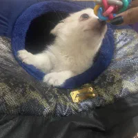 پامر خرسی|سگ|شهریار, شهریار|دیوار