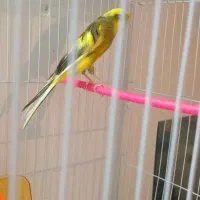 قناری ماده ابلغ کشیده بلند