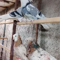 کفتر پرشی سورور