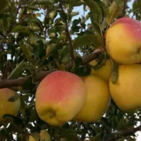 انواع نهال سیب پیوندی|خدمات باغبانی و درختکاری|سمیرم, |دیوار