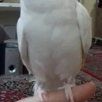 فروش عروس هلندی