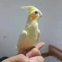 طوطی عروس هلندی های سخنگو و چلوندنی و اموزش دیده|پرنده|قائمشهر, |دیوار