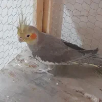 عروس هلندی ماده