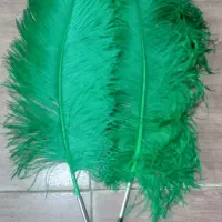 شاه پر آفریقایی علمات