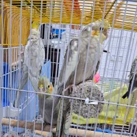 عروس هلندی جوان وبالغ  یک جفت|پرنده|بهشهر, |دیوار