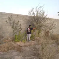 نهال ونهالستان تخصصی بزرگ حاجی گوارشکی|خدمات باغبانی و درختکاری|مشهد, توس فردوسی|دیوار