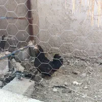 مرغ و خروس پاکر|حیوانات مزرعه|آبپخش, |دیوار