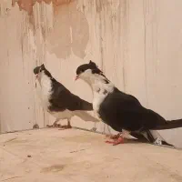 کبوتردمگیر سیاه پشت