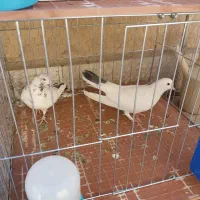 کفتر ی کبوتر|پرنده|تهران, آذری|دیوار