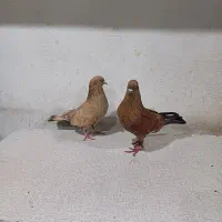 فروش کبوتررنگی