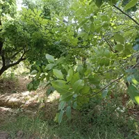 باغ ویلای سرسبز به متراژ 3900 متر غرق آباد نوبران|فروش خانه و ویلا|قم, صفائیه|دیوار