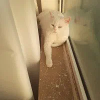 واگذاری پنبه گربه نر میکس پرشین با کلیه لوازم|گربه|یزد, |دیوار