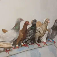 ۱۲ عدد کوهی در رامشیر