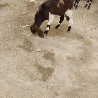 بزمری اصل ابست دوقلوزا ضمانتی  زه اولش هست