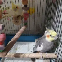 عروس هلندی مولد