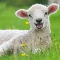 سلاخ گوسفند گاو شرعی با خوردن کردن کامل