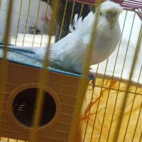 مرغ عشق پروانه ای نر