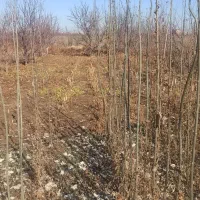 کبوده دوساله|گل و گیاه طبیعی|میاندوآب, |دیوار