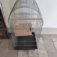 قفس عروس هلندی