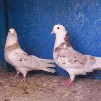 کفتر  ۴جفت نروماده شازده هما سرور