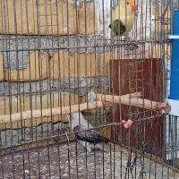 فروش کوتوله|پرنده|زرین دشت (فارس), |دیوار